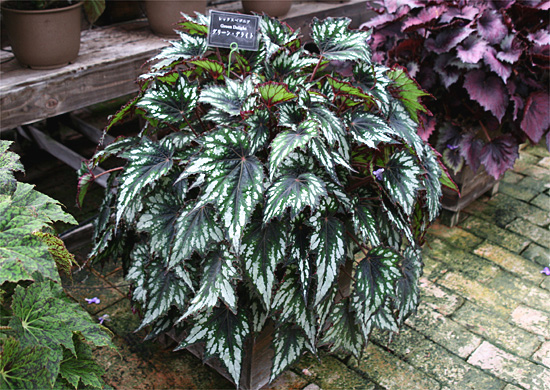 B. ‘Green Delight’